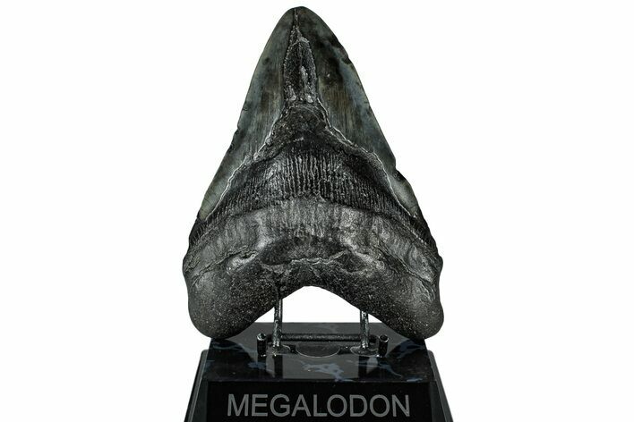 Fossil Megalodon Tooth - Beast From South Carolina #325250